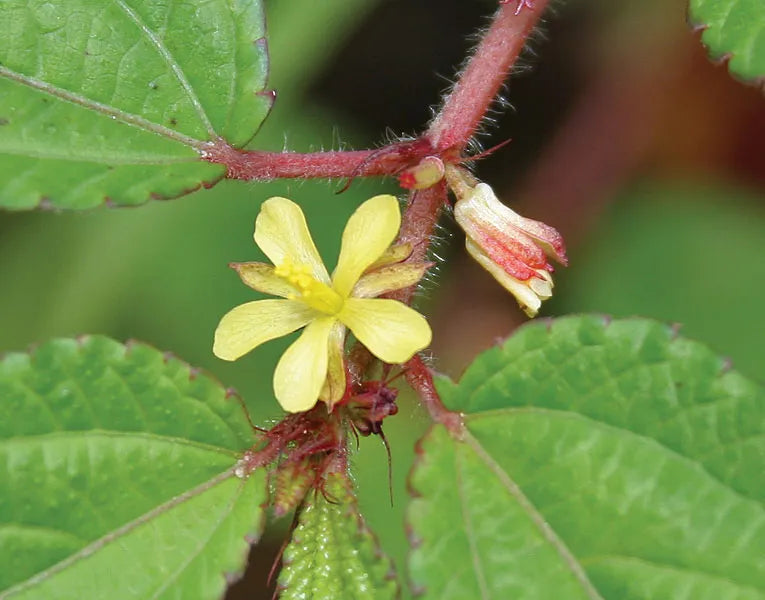 Corchorus Blomsterfrø til udplantning - 100 stk