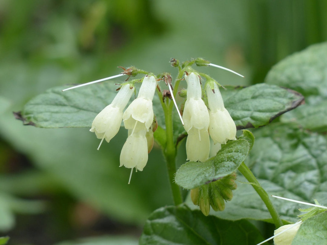Heirloom Non-GMO Symphytum Flower Seeds – White Beauty Blooms for Garden Planting