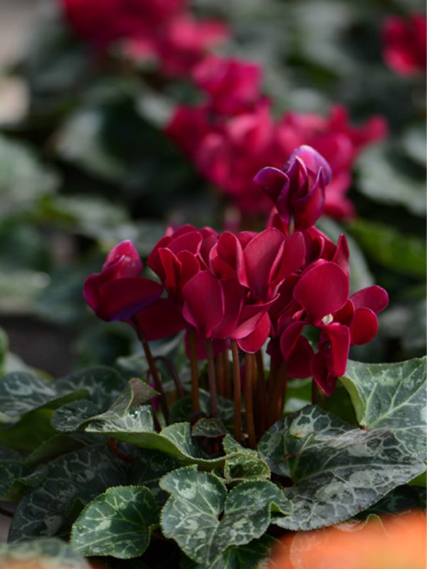 Heirloom Non-GMO Burgundy Cyclamen Flower Seeds – Rich-Colored Winter Blooms for Garden Planting