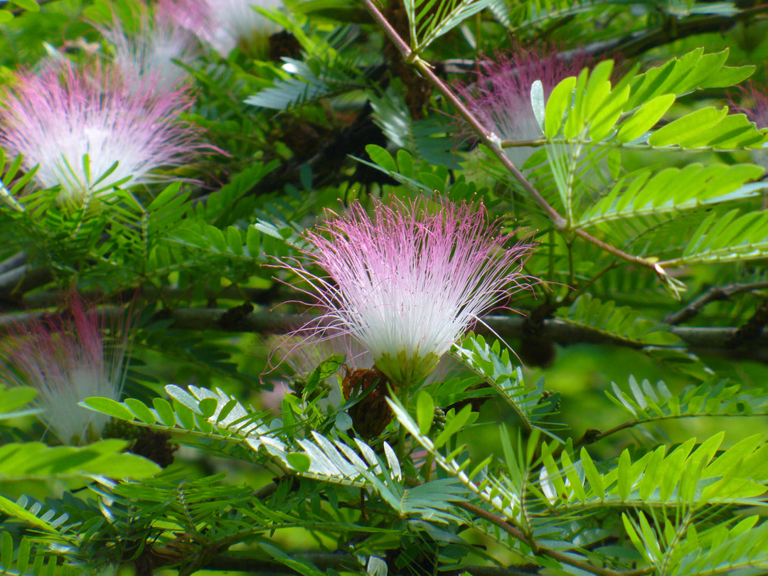 Heirloom Calliandra Flower Seeds, Non-GMO Powder Puff Blooms for Hummingbird-Friendly Garden Planting