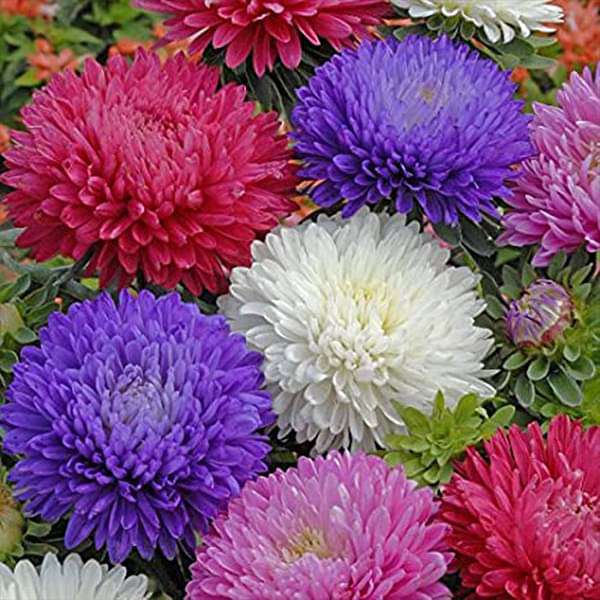 rainbow aster flower seeds
