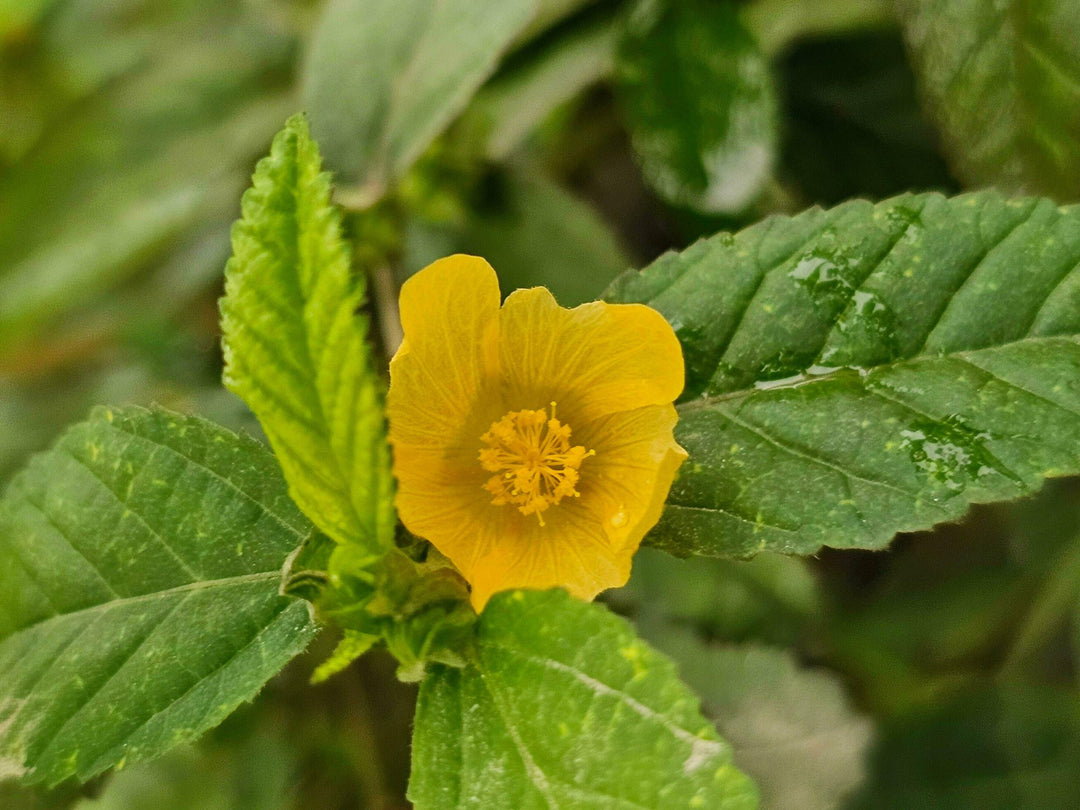 Cordifolia blomsterfrø til plantning - 100 stk