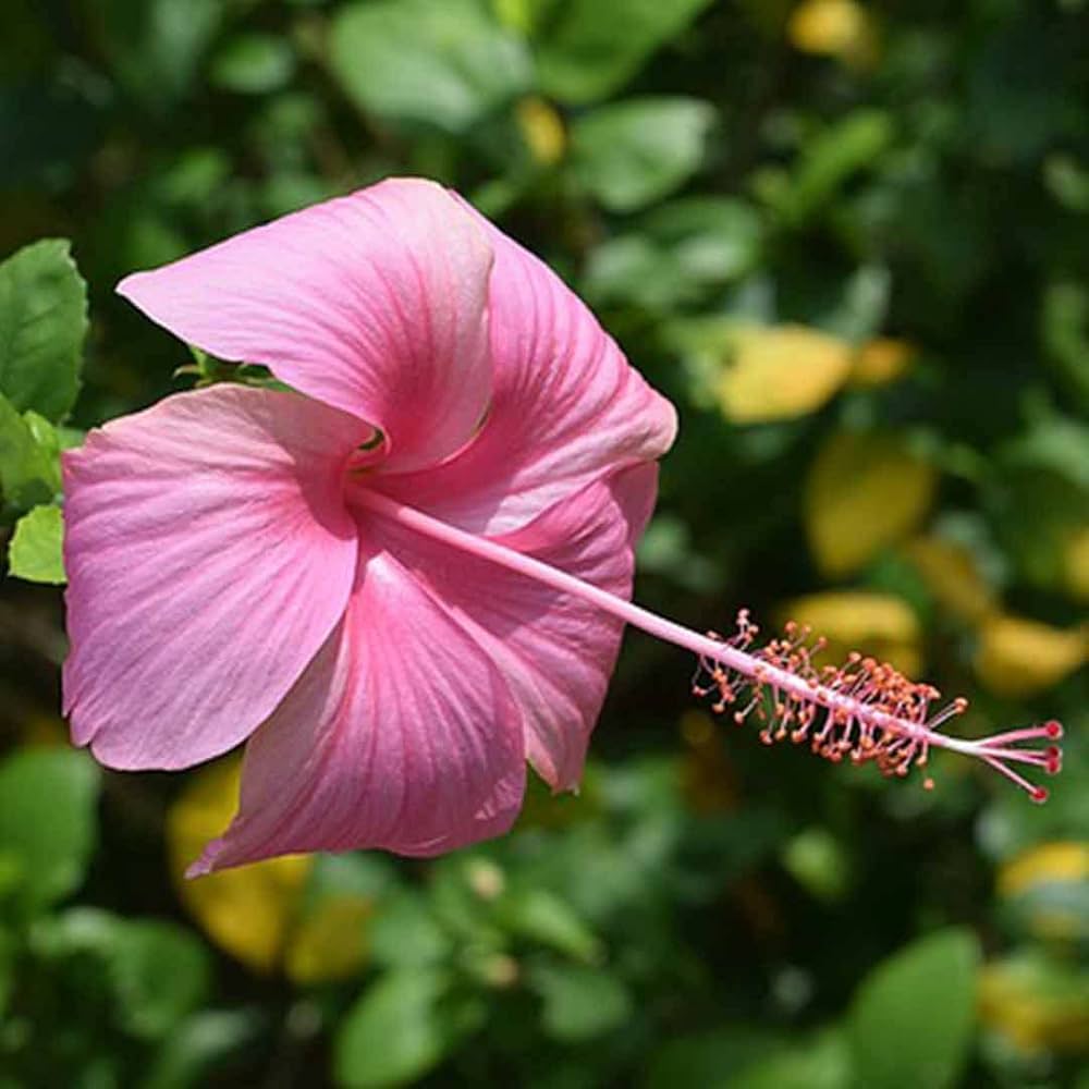 Baby Pink Hibiscus Flower Seeds for Planting, Soft Color, 100 pcs