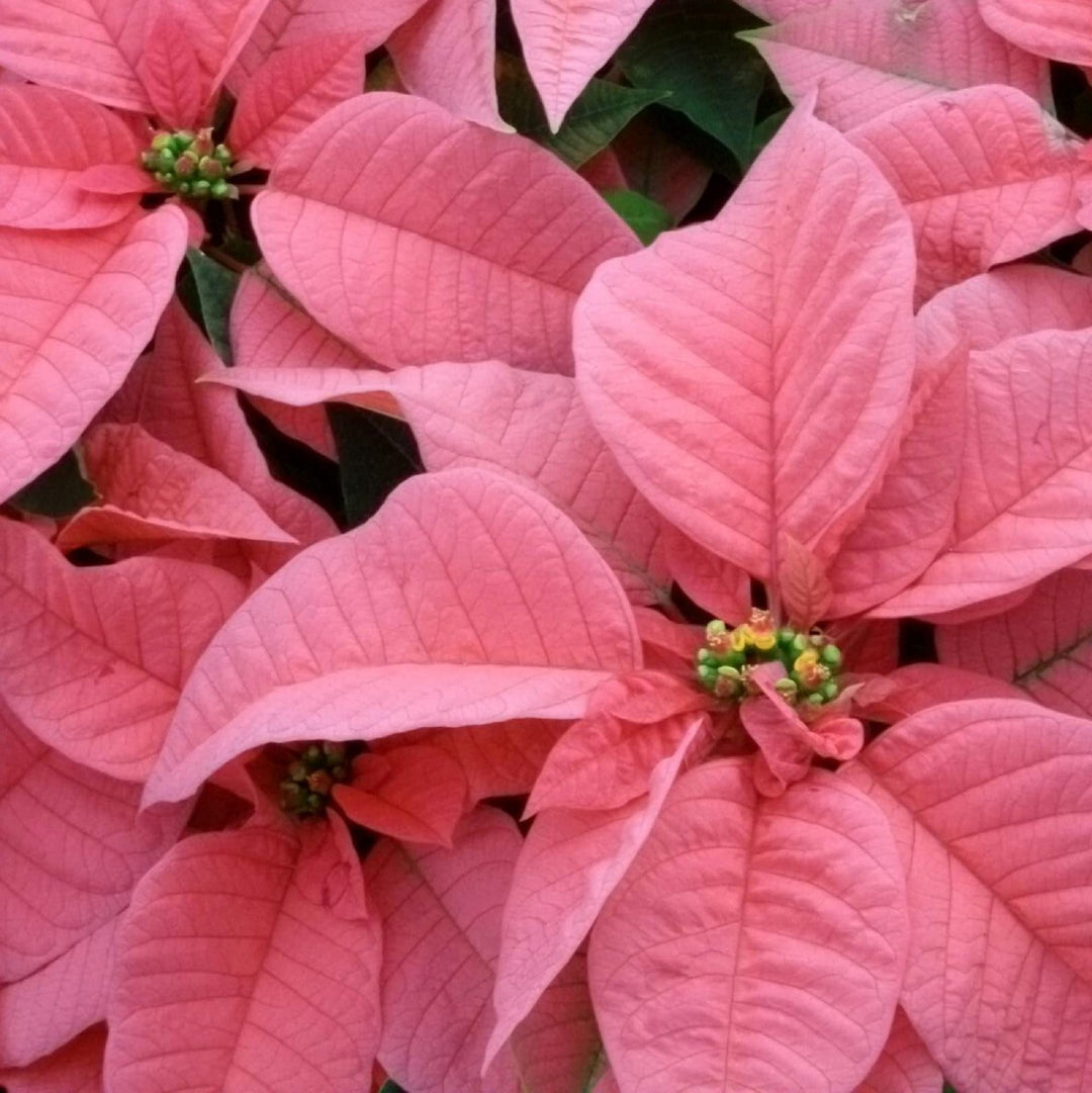 Lyserød Euphorbia Pulcherrima blomsterfrø til plantning - 100 stk