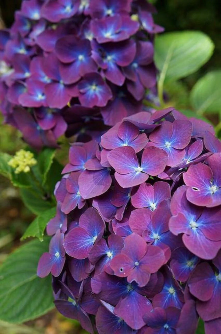 Purple & Dark Blue Hydrangea Flower Seeds for Planting,100 pcs