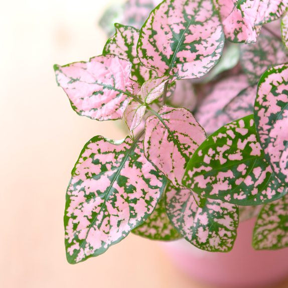 Organic Light Pink Green Hypoestes Plant Seeds for Planting – Heirloom, Non-GMO