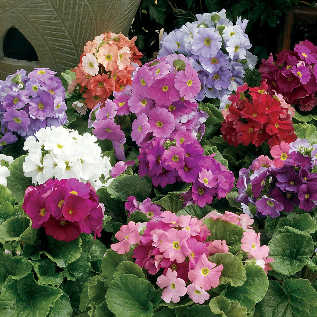 Mixed Primrose OR Primula Obconica Flower Seeds Violet for Planting 100 pcs