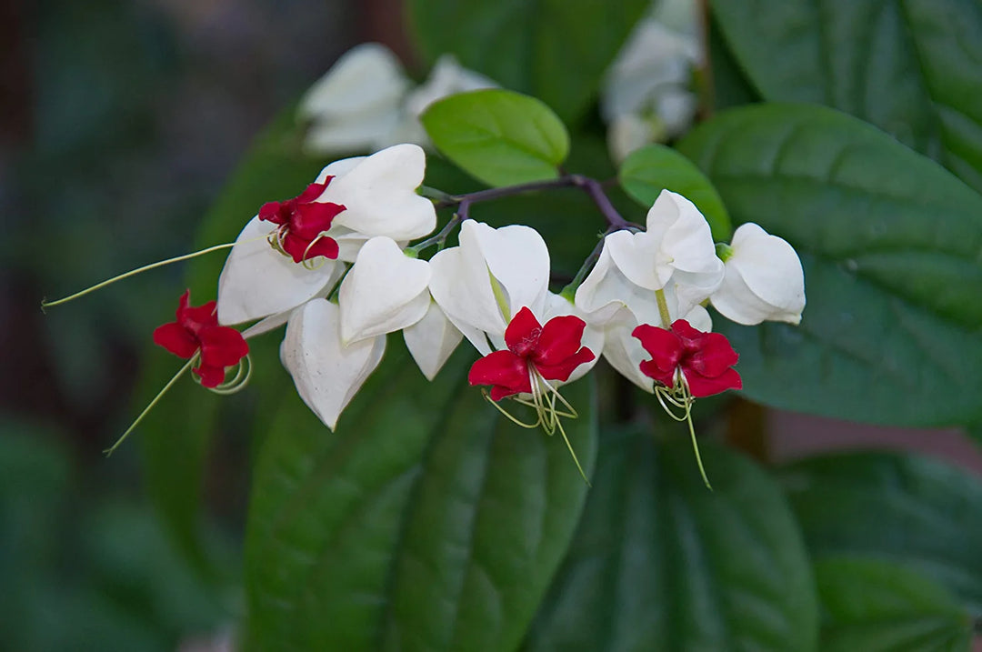 Clerodendrum Flower Seeds – Heirloom, Non-GMO, Tropical Garden Blooms for Vibrant Planting