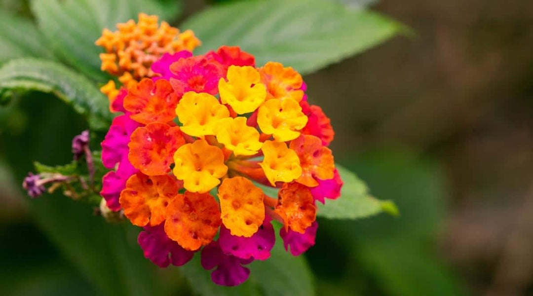 Wandelrose Blomsterfrø til udplantning, 100 stk