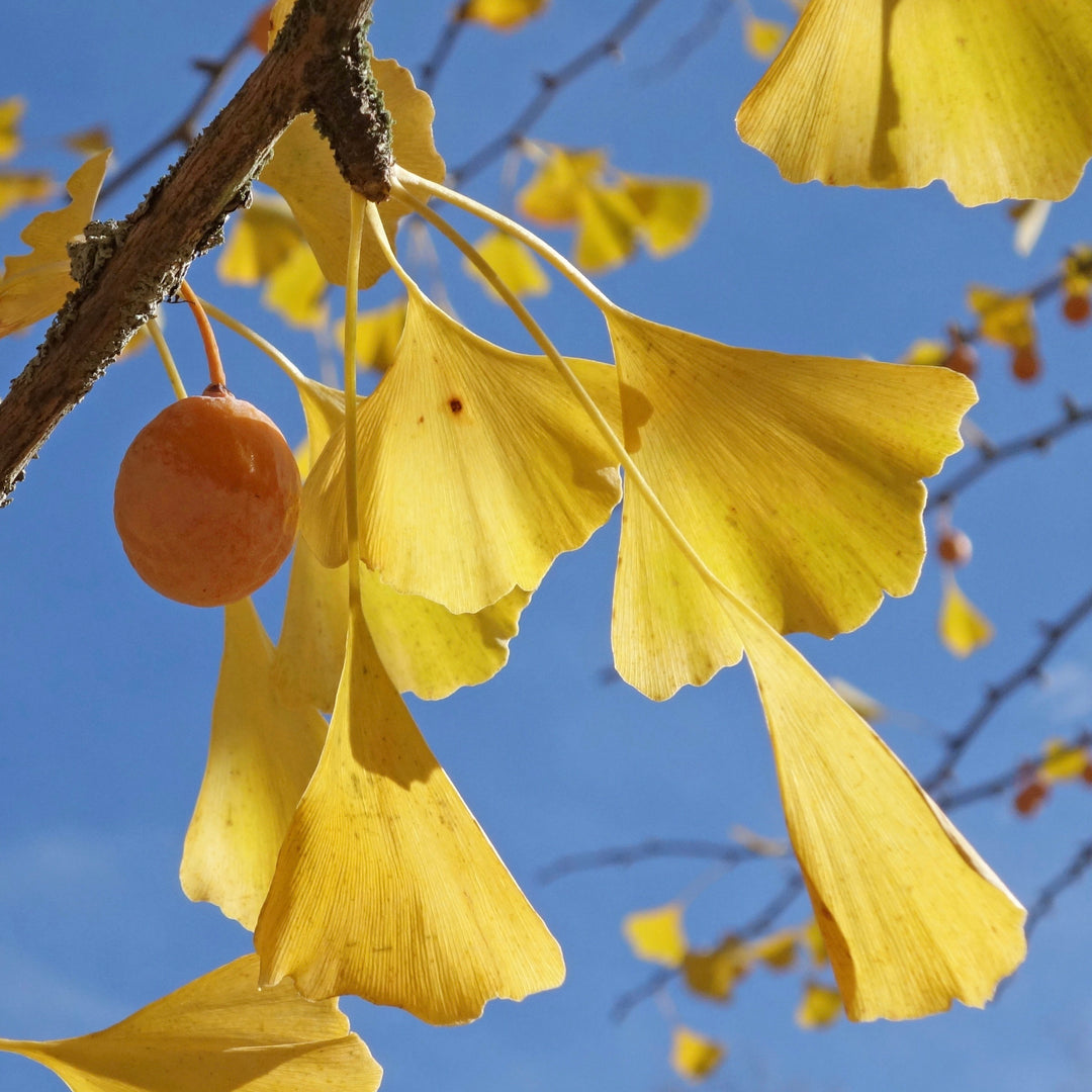 Ginkgo Flower Seeds – Heirloom Non-GMO Medicinal Tree Seeds for Ornamental Garden Landscapes