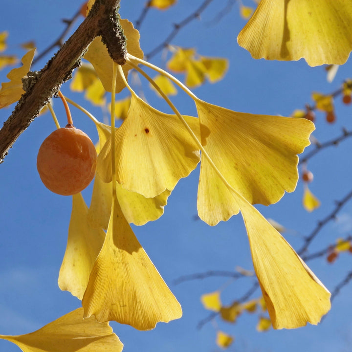 Ginkgo Flower Seeds – Heirloom Non-GMO Medicinal Tree Seeds for Ornamental Garden Landscapes
