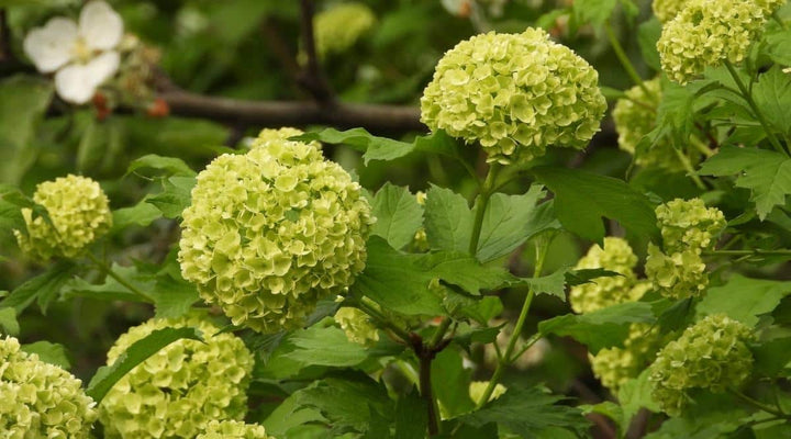 Heirloom Thick Green Hydrangea Flower Seeds, Non-GMO Vibrant Blooms for Planting