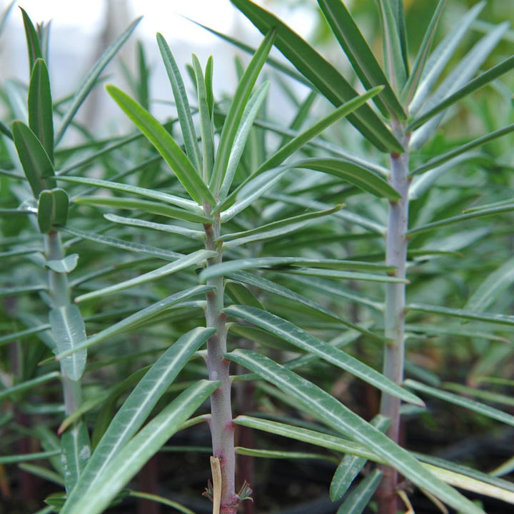 Lathyris Plant Seeds – Heirloom, Non-GMO, Ornamental Foliage for Unique Garden Planting