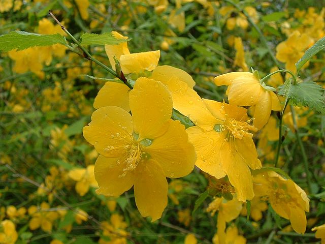 Gule Kerria Japonica blomsterfrø til plantning - 100 stk