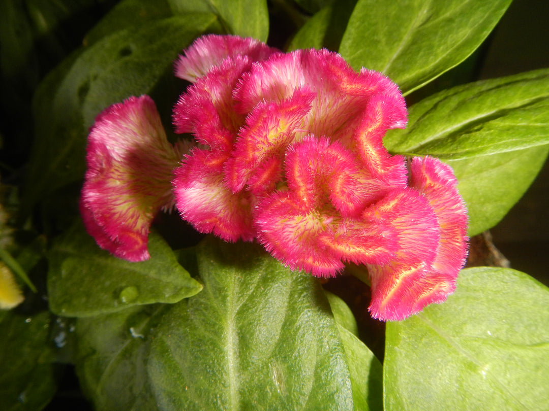 Cristata Flower Seeds – Heirloom Non-GMO Celosia Blooms for Colorful Garden Planting