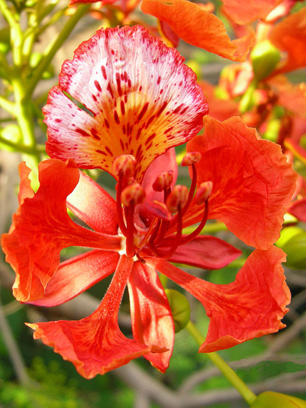 Organic Flamboyant Flower Seeds for Planting – Heirloom, Non-GMO