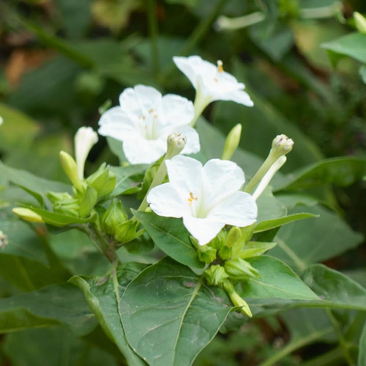 Heirloom Non-GMO White Four O'Clock Flower Seeds for Evening Bloom Gardens and Outdoor Planting