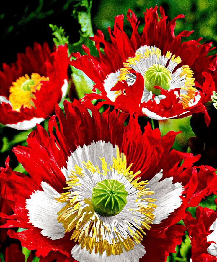 Heirloom Non-GMO Red Yellow Danish Flag Flower Seeds for Vibrant Garden Displays and Seasonal Planting