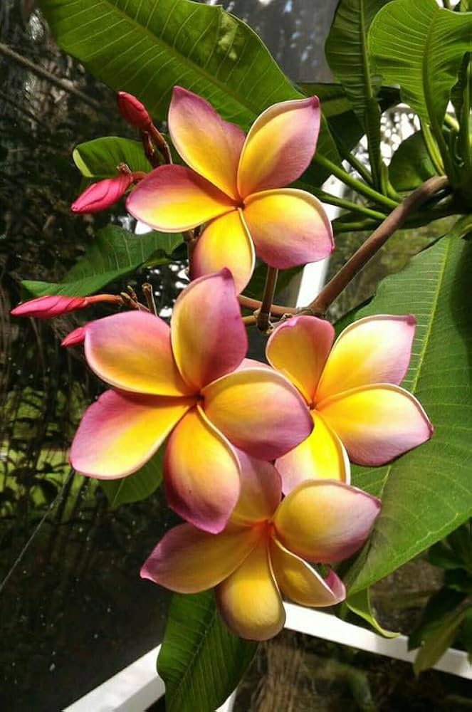 Pink Yellow Mix Frangipani Flower Seeds – Heirloom Non-GMO Plumeria Blooms for Vibrant Gardens