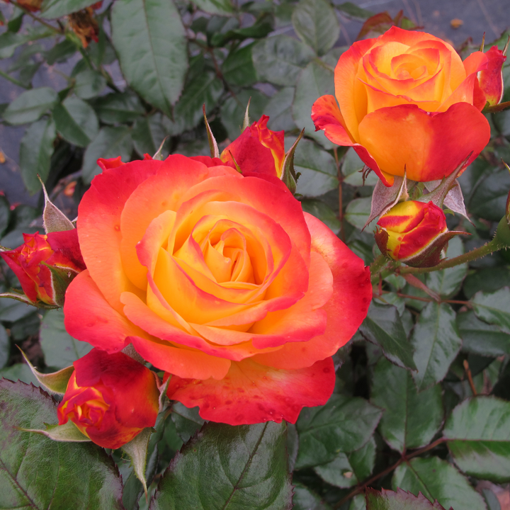 Orange Yellow Rose Plant Seeds for Planting Non-GMO Heirloom Garden Seeds for Growing