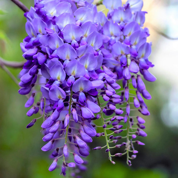 Wisteria blomsterfrø til plantning, arvestykke, ikke-GMO, 100 stk.