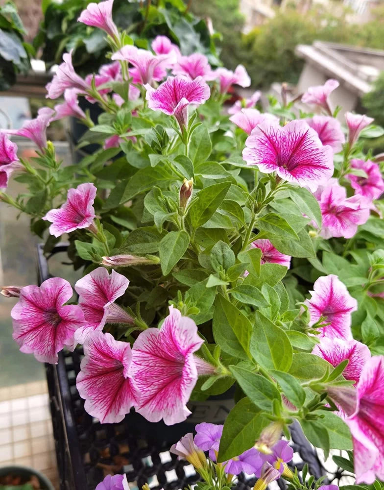 Pink & White Petunia Flower Seeds for Planting - Heirloom, NON-GMO, High Germination Organic Garden Seeds
