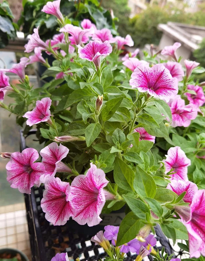 Pink & White Petunia Flower Seeds for Planting - Heirloom, NON-GMO, High Germination Organic Garden Seeds