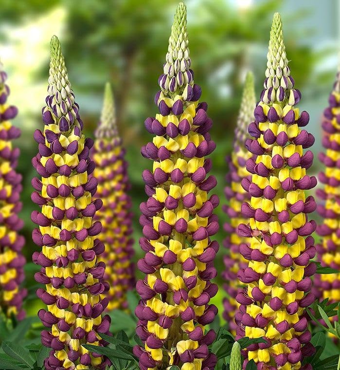 Heirloom Non-GMO Violet Yellow Lupine Flower Seeds Blooms for Garden Planting