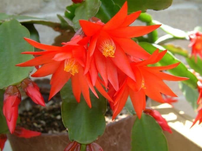 Deep Red Schlumbergera Flower Seeds for Planting - 100 pcs