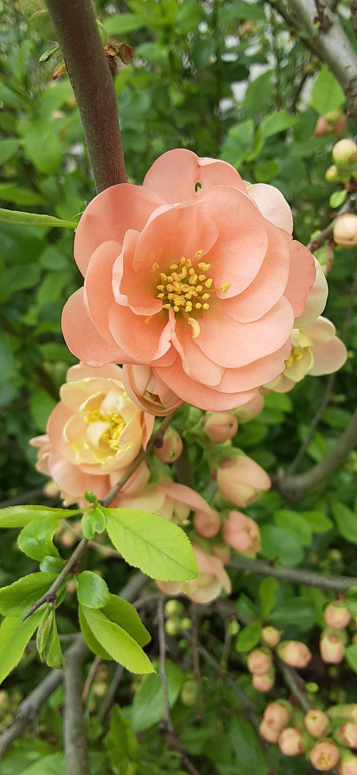 peach heirloom flower seeds