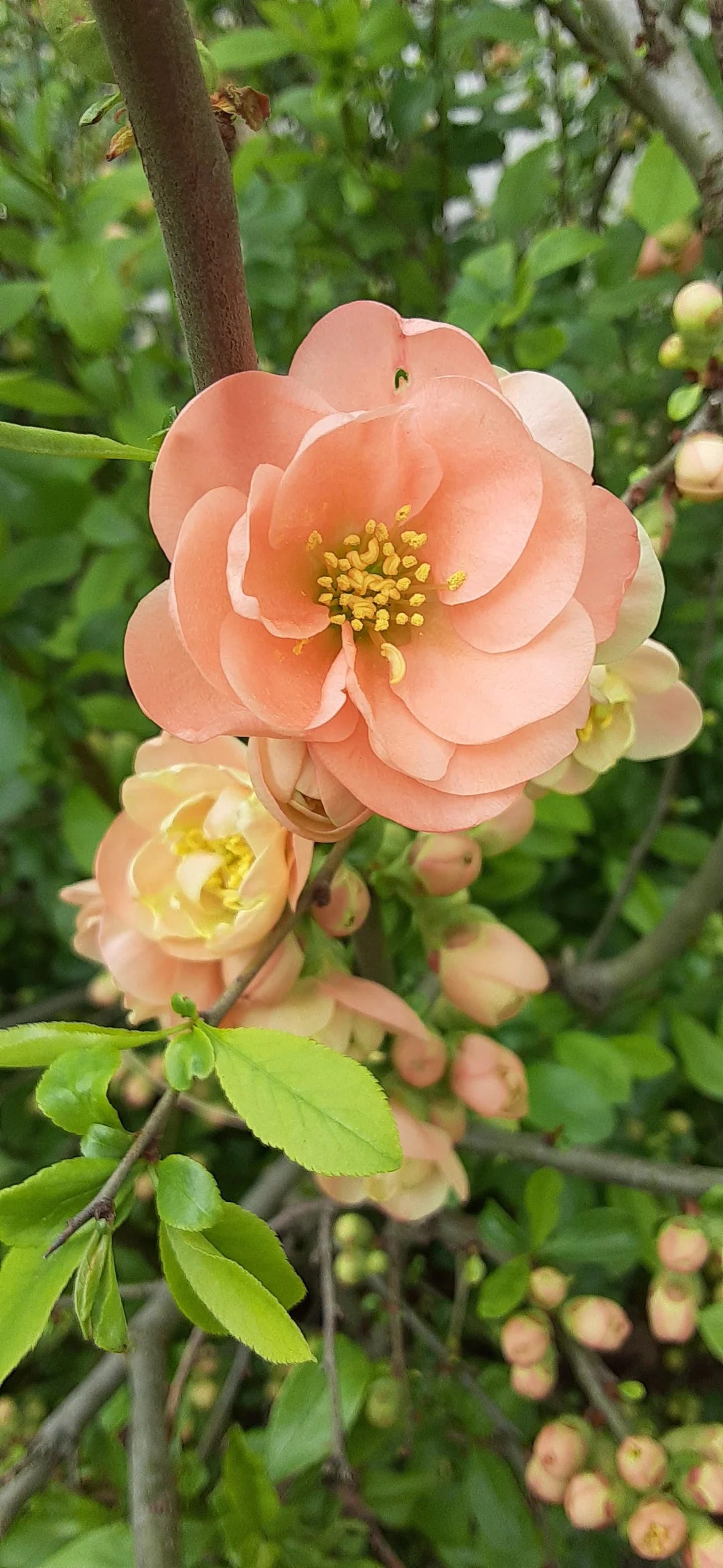 Heirloom Non-GMO Camellia Peach Flower Seeds – High Germination Seeds for Lush, Vibrant Garden Planting