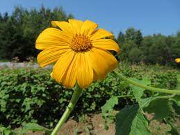 Yellow Torch MEXICAN  Tithonia Sunflower Seeds for Planting - 100 pcs