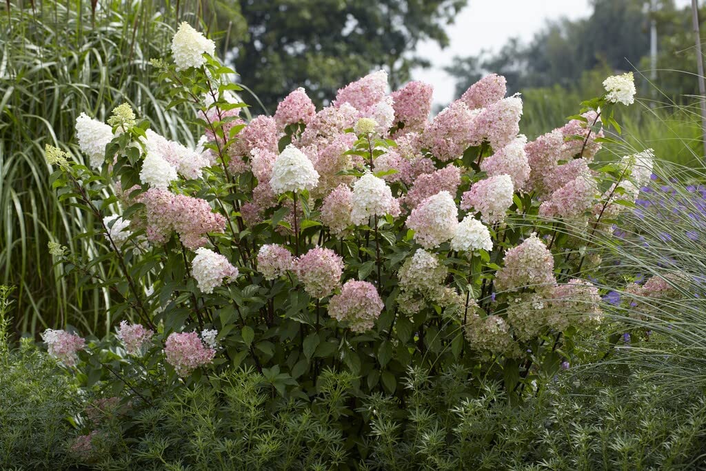 Hvide Pink Hortensia frø til udplantning - 100 stk