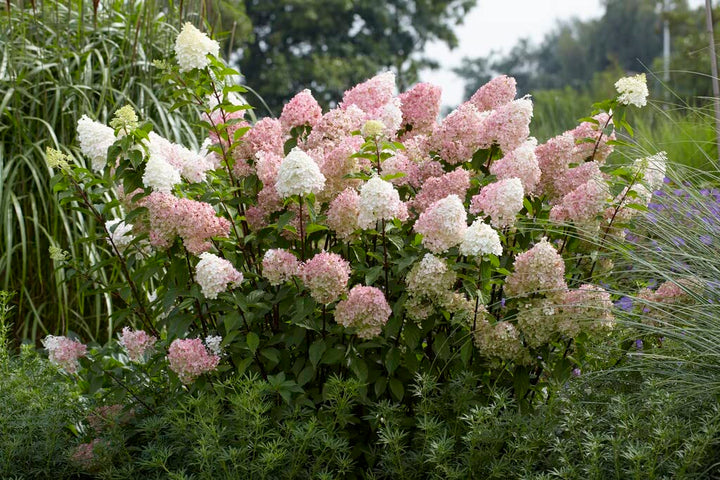 White Pink Hydrangea Seeds for Planting - 100 pcs