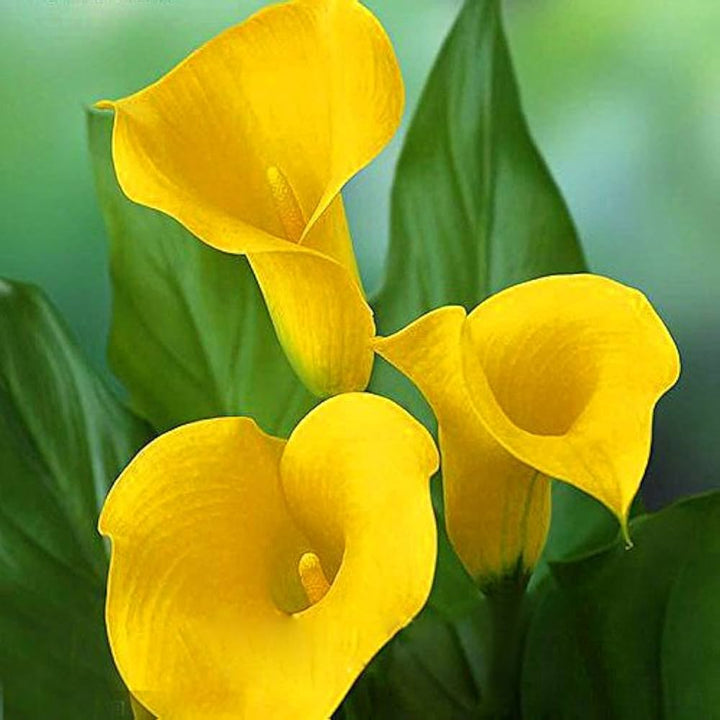 Yellow Calla Flower Seeds for Planting - 100 pcs