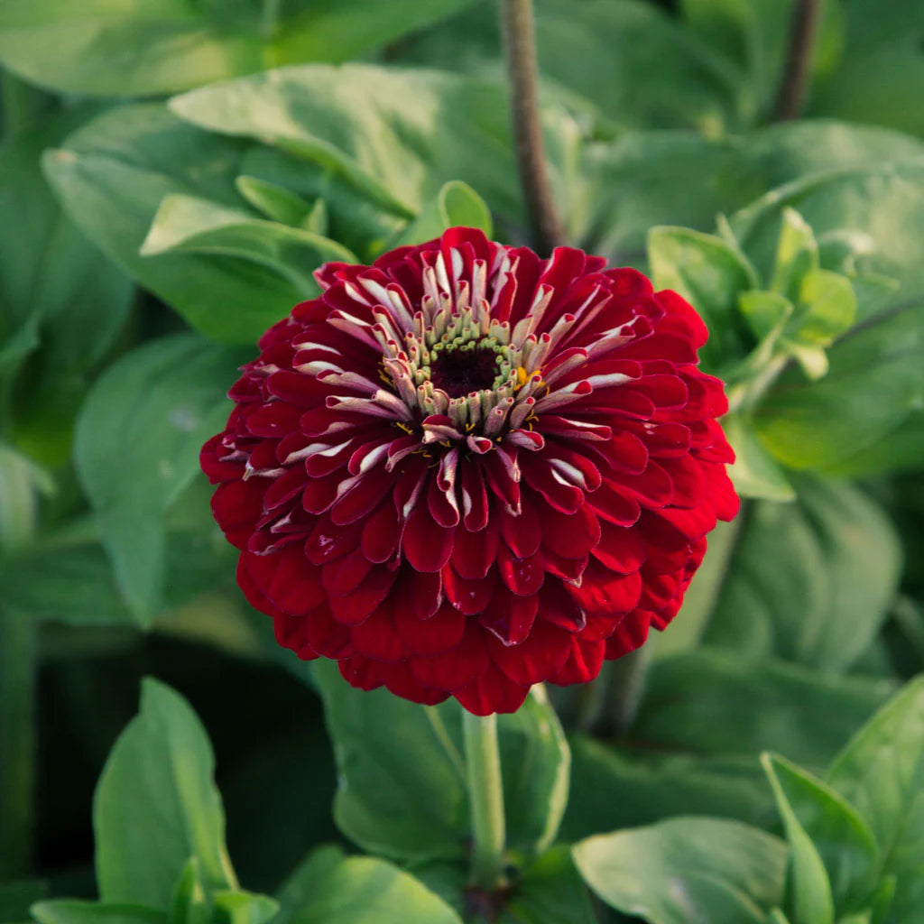 Deep Red Zinnia Flower Seeds for Planting - 100 pcs