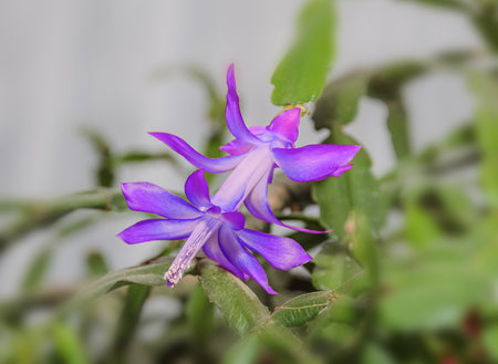 Violet Zygocactus Truncatus Flower Seeds for Planting - 100 pcs