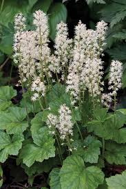 Grønne Tiarella plantefrø til udplantning - 100 stk