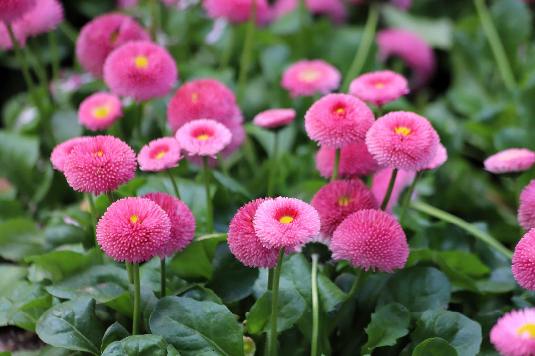 Organic Pink Bellis Flower Seeds for Planting – Heirloom, Non-GMO