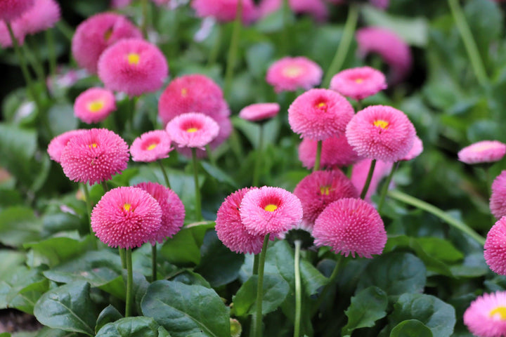 Organic Pink Bellis Flower Seeds for Planting – Heirloom, Non-GMO