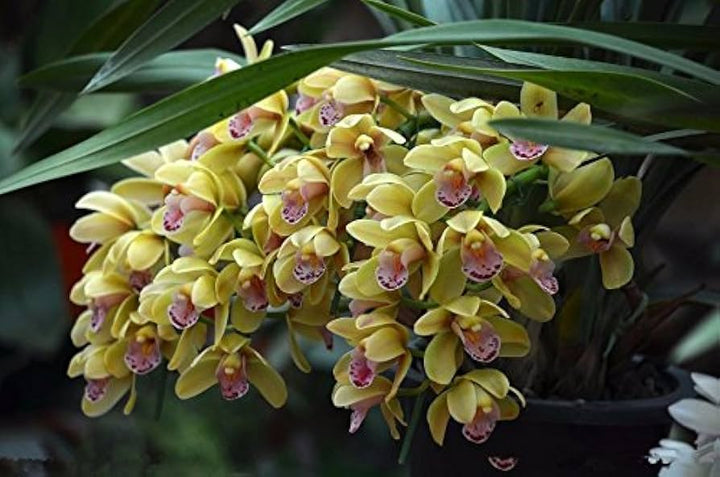 Creme Cymbidium blomsterfrø til plantning - 100 stk