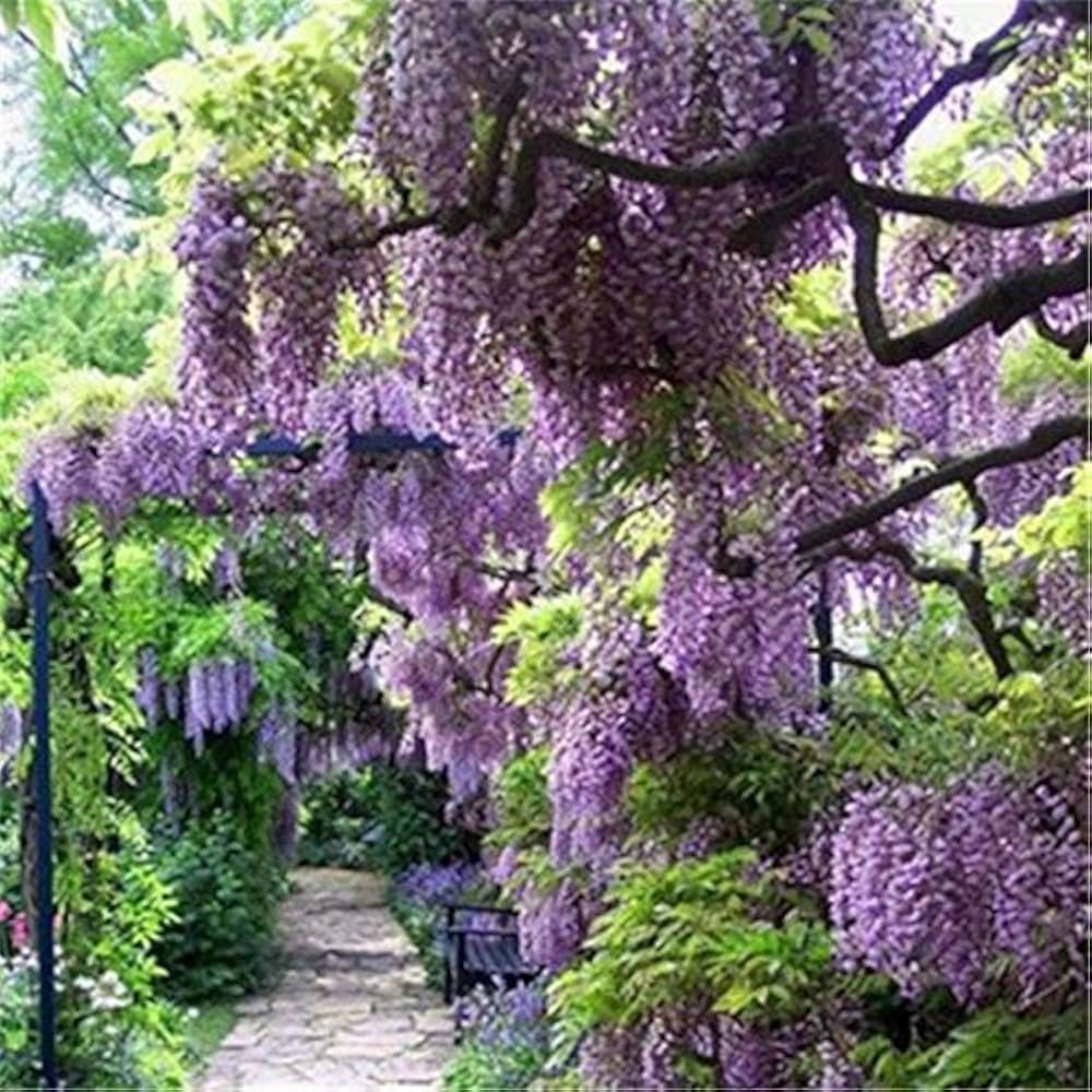 Wisteria lilla blomsterfrø til plantning - 100 stk