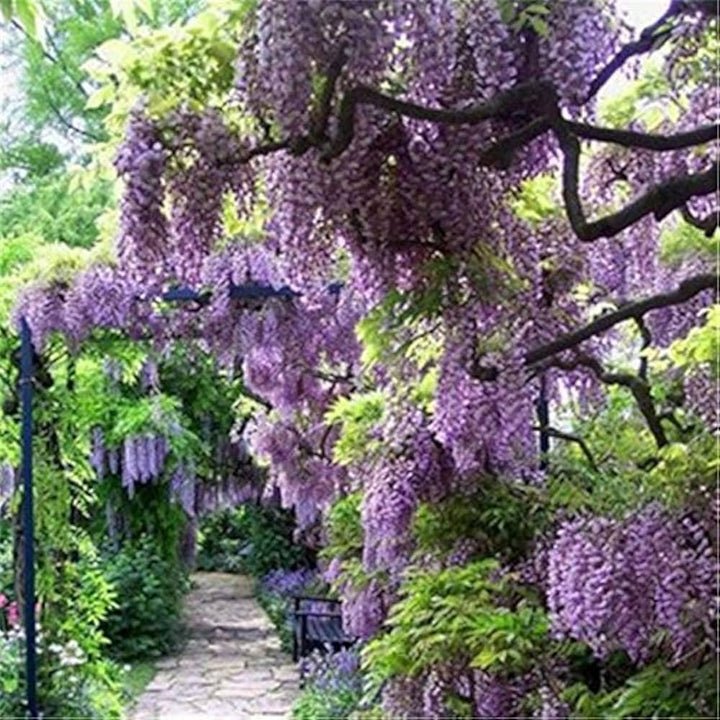 Wisteria Purple Flower Seeds for Planting - 100 pcs