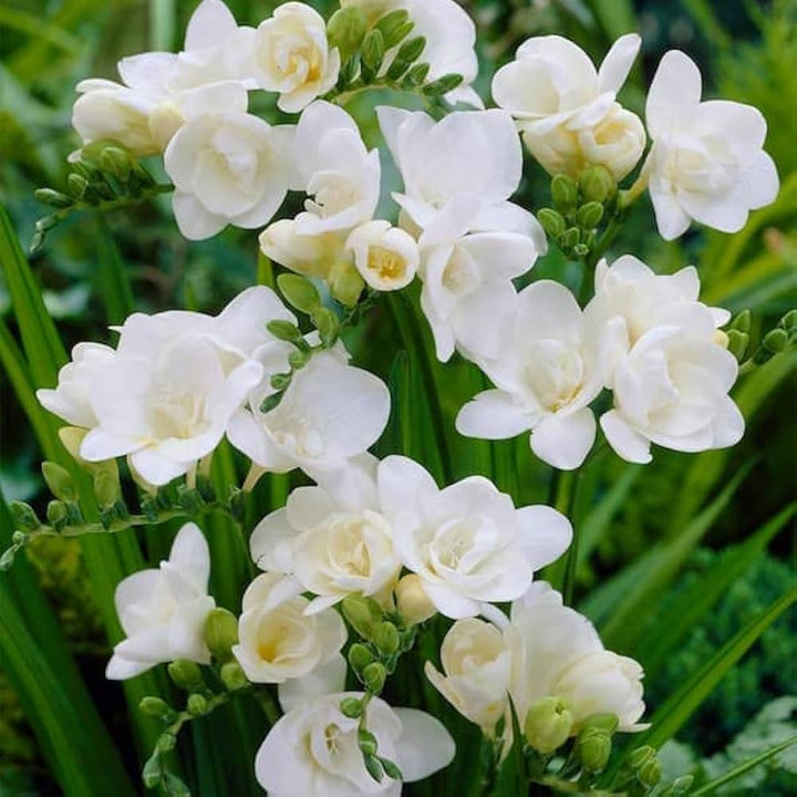 White Freesia Seeds for Planting – Organic, Heirloom, Non-GMO Flower Seeds