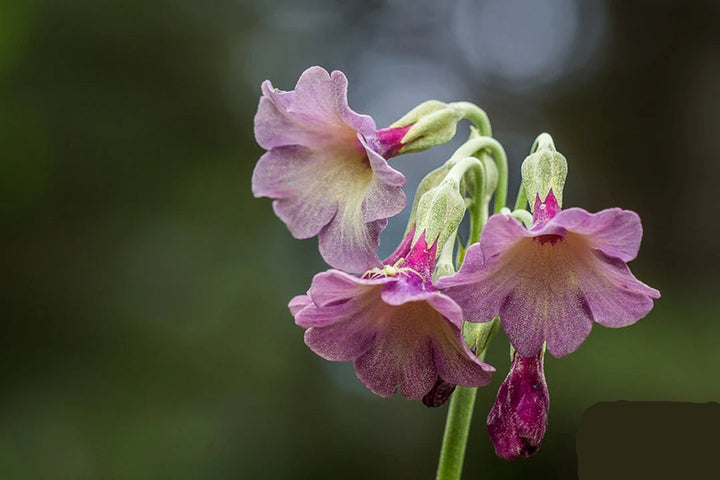 Primula Waltonii Seeds for Planting – Organic, Heirloom, Non-GMO Flower Seeds