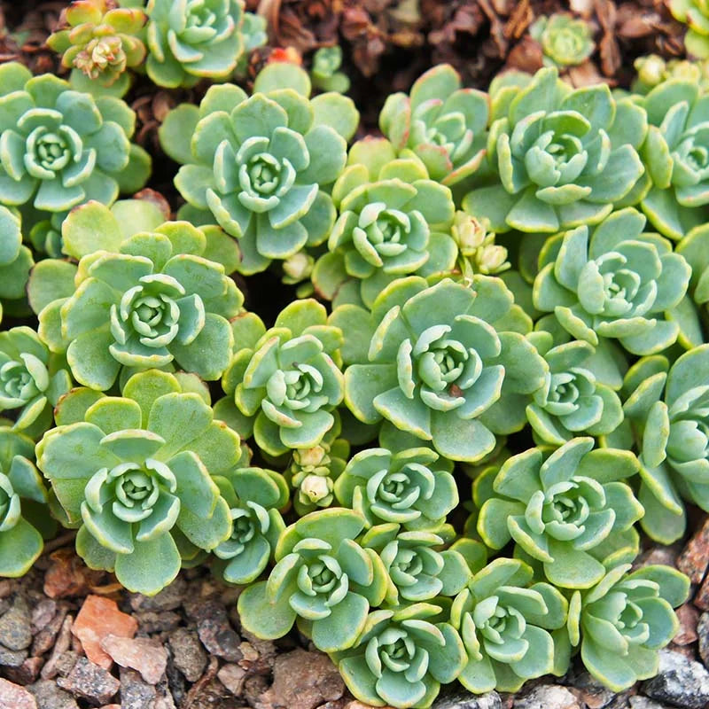 Green Cliff Stonecrop Plant Seeds for Planting - 100 pcs