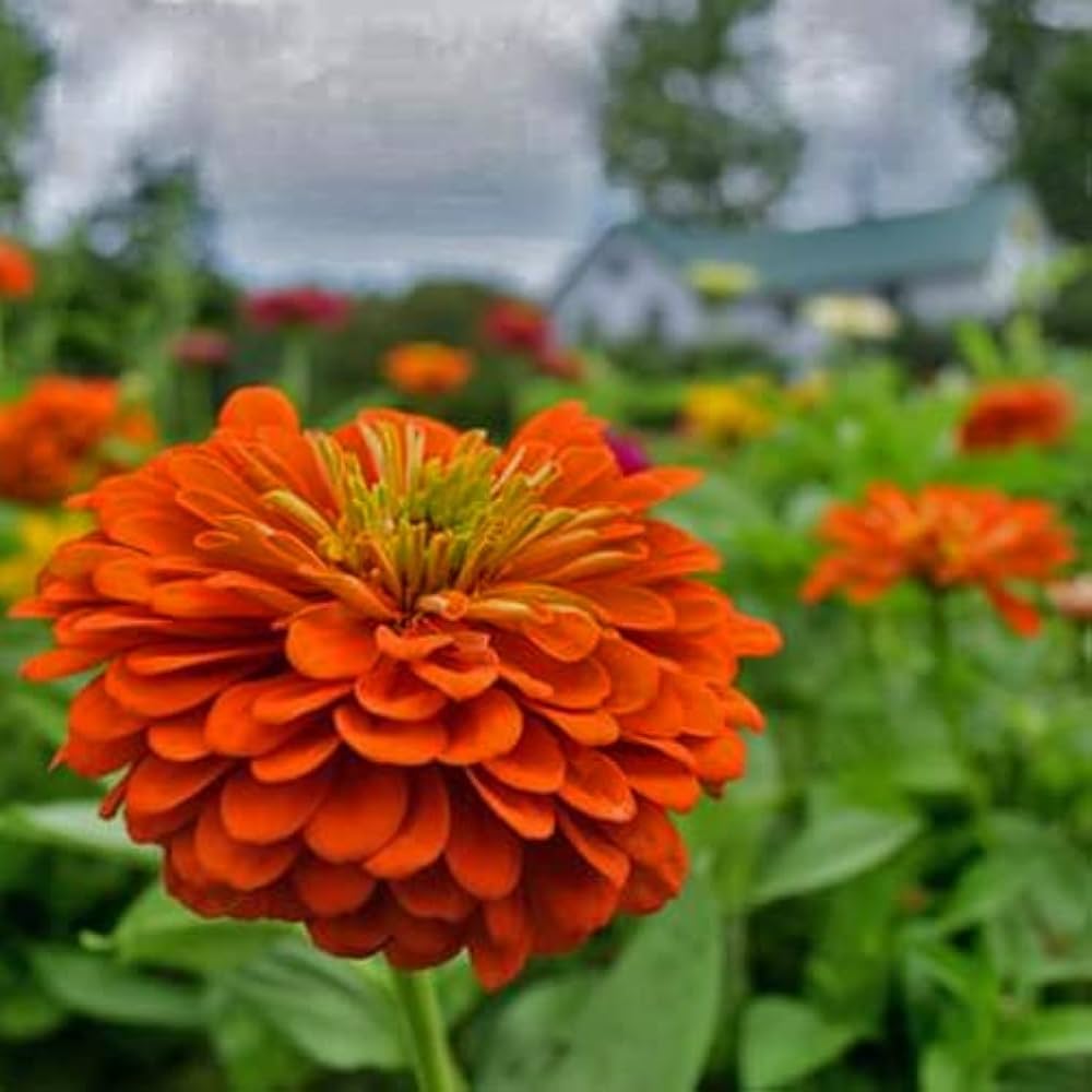 Orange Gul Zinnia Blomsterfrø til udplantning - 100 stk