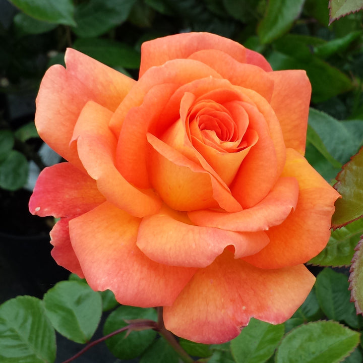 Orange Promise Rose Flower Seeds for Planting - 100 pcs