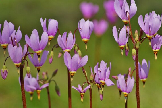 Purple Dodecatheon Flower Seeds for Planting, 100 pcs