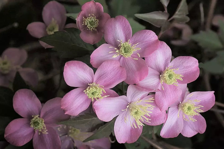 Clematis Montana Blomsterfrø til udplantning, 100 stk